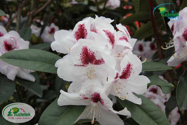 Rhododendron Marsalla